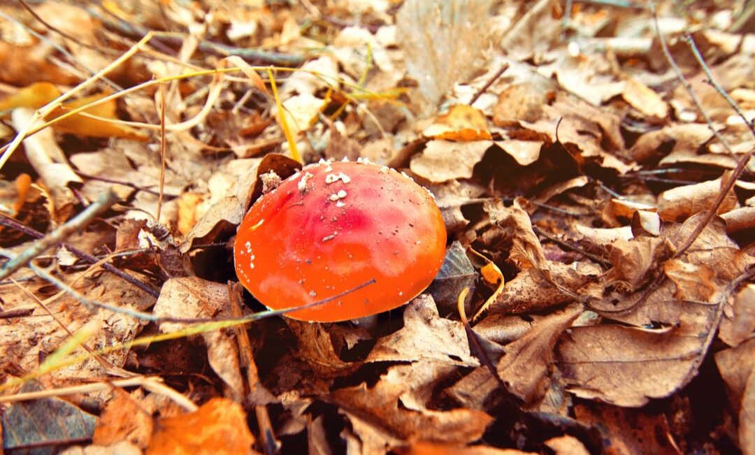 CHAMPIGNONS ET PLANTES